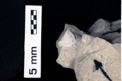 Foto (Detailansicht) von Galatheithes zitteli (von Meyer, 1851) (NHMW-GEO-1990-0041-0540)